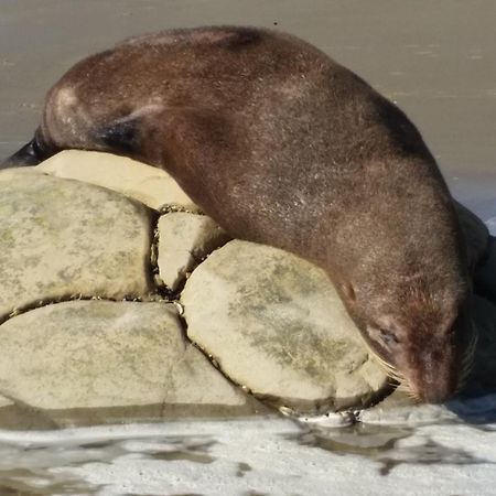 Moeraki Boulders Motel Hampden Exteriér fotografie
